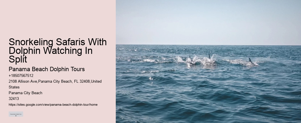 PCB Dolphin Watching Experiences