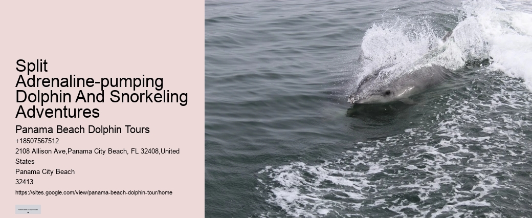 Panama City Beach dolphin adventure tours