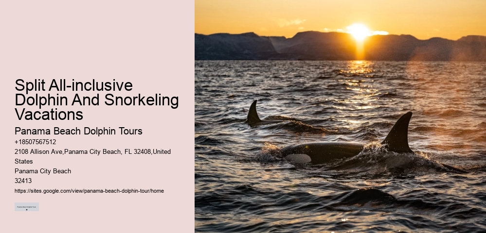 Split Speedboat Tours For Dolphin Spotting And Snorkeling