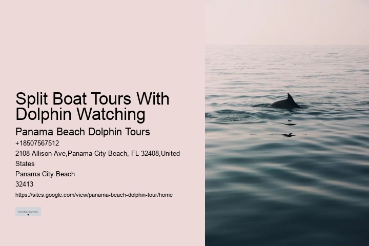 Bespoke Dolphin Expedition with Snorkeling