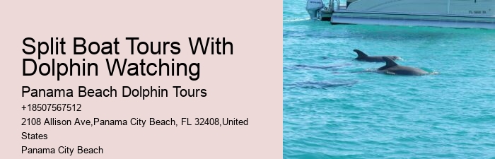 Split Charter Dolphin Snorkeling
