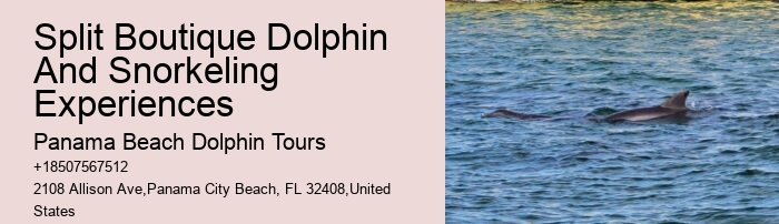 Dolphin Tour And Snorkeling Near Me
