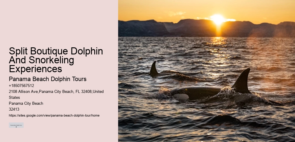 What Not To Do With Dolphins