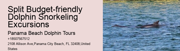 Jet Ski Dolphin Tours Near Me