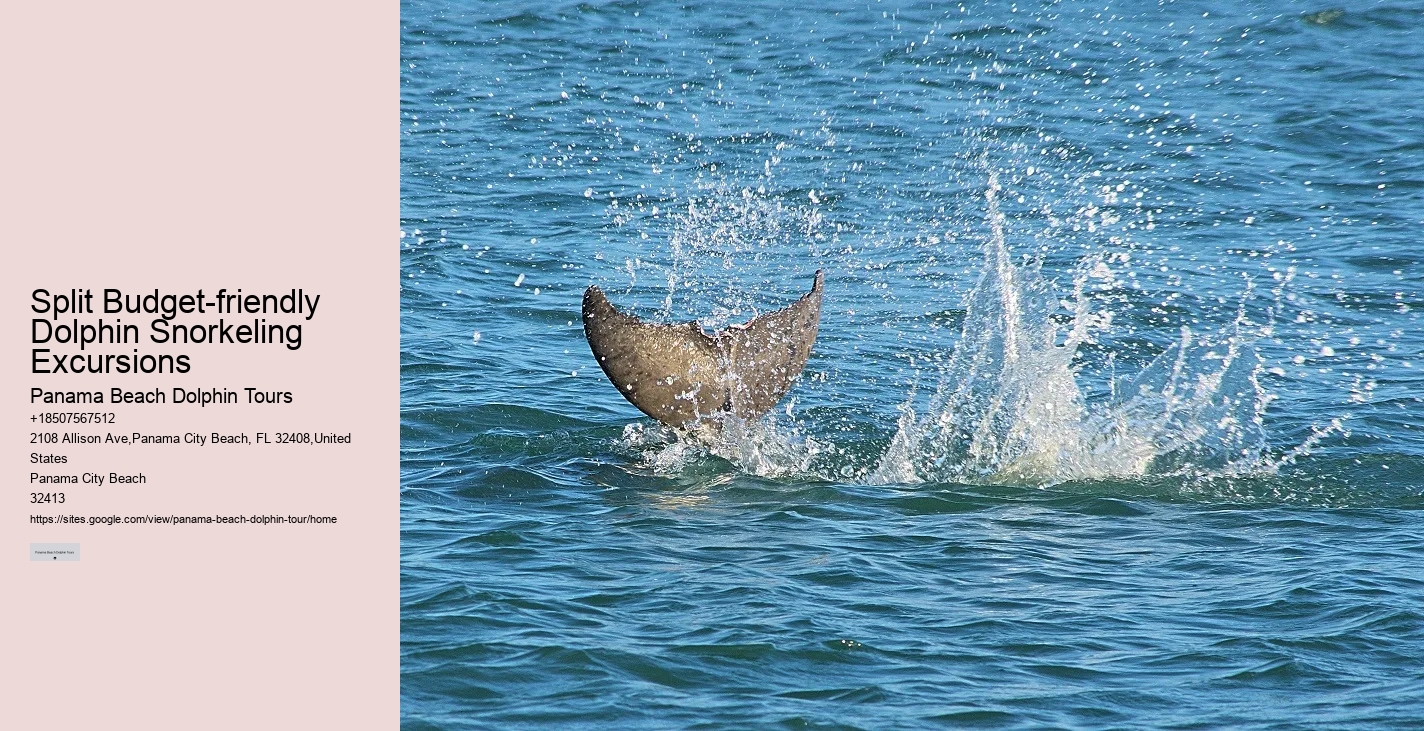 Split Private Guided Dolphin And Snorkeling Tours