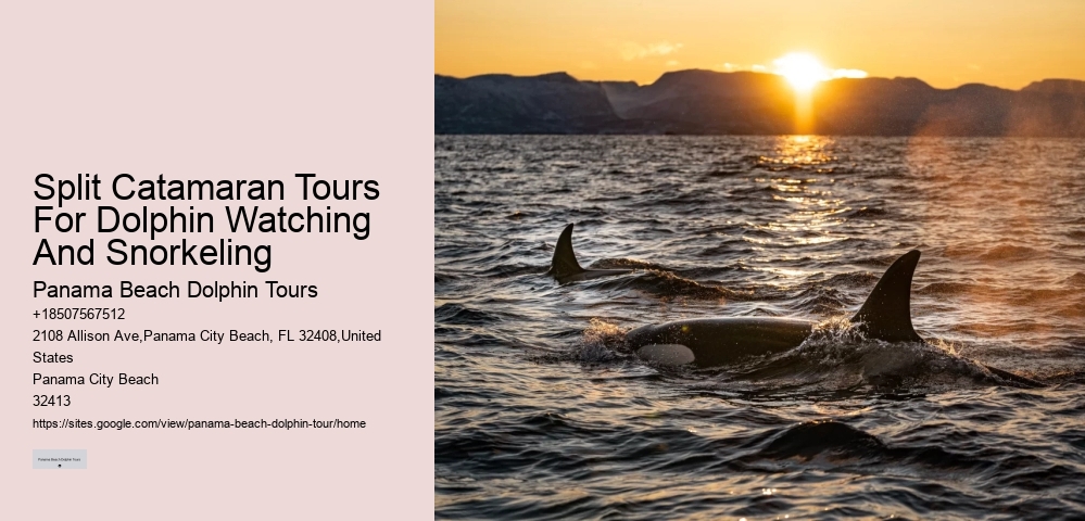 Dolphin Safaris PCB