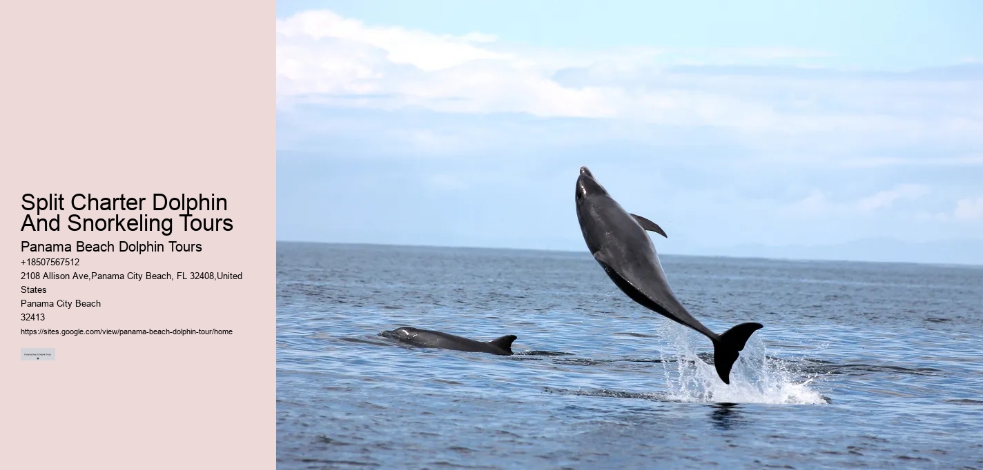 Dolphin Tours Panama City Beach Florida