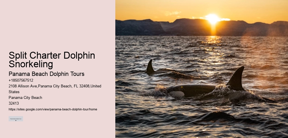 Baby Dolphin Facts