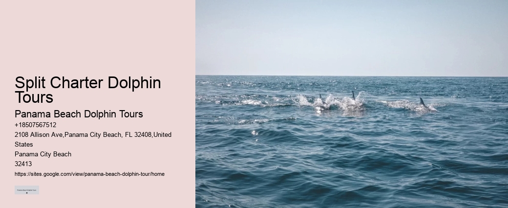 Dolphin Encounter And Snorkeling Expeditions In Split