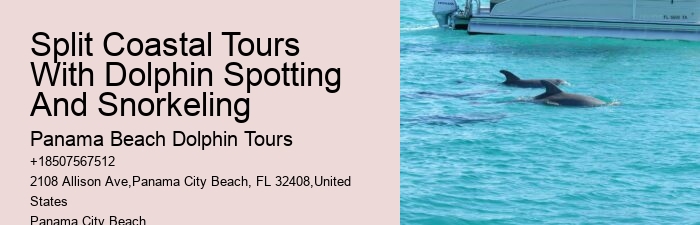 Are there any specific clothing recommendations for the dolphin tour