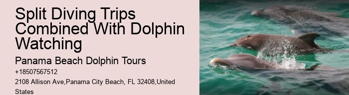 What is the refund policy if I'm not satisfied with the dolphin tour