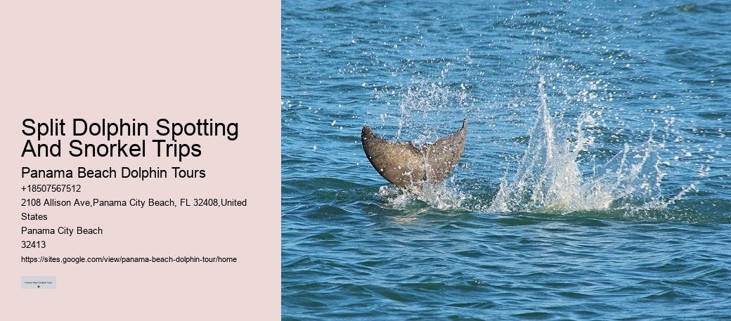 Intimate Dolphin Expedition with Snorkeling