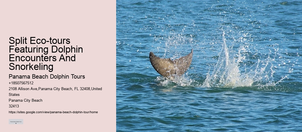 Dolphin Spotting Tours Combined With Snorkeling In Split