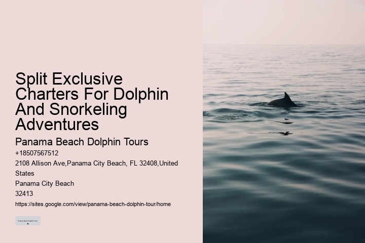 Bespoke Dolphin Watching and Snorkeling Trips