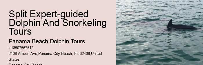 Dolphin Tours In Panama City Beach Florida