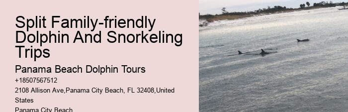 Dolphin Watching Tours Near Me