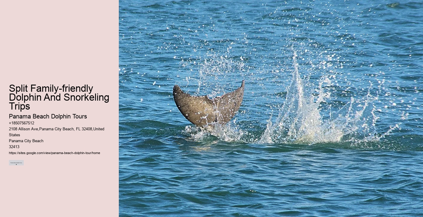Best Place To See Dolphins In Florida