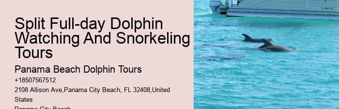 Dolphin And Snorkel Tours Near Me