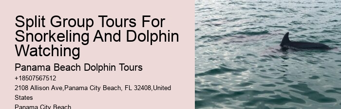 Dolphin Tours Destin