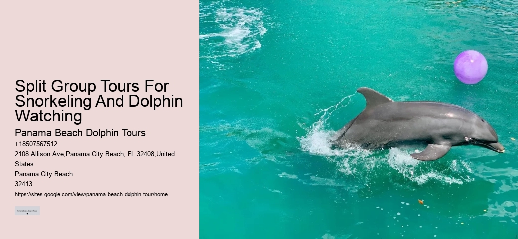 Snorkeling and Dolphin Tour