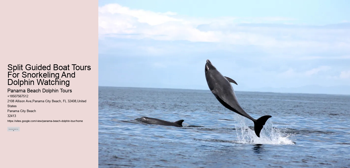 Dolphin Swims: A Code Of Conduct