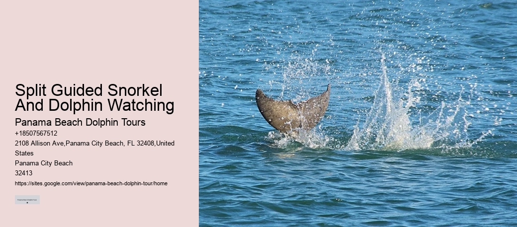 Behind The Smiles: The Suffering Endured By Captive Dolphins