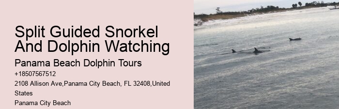 Best Dolphin Tours Near Me