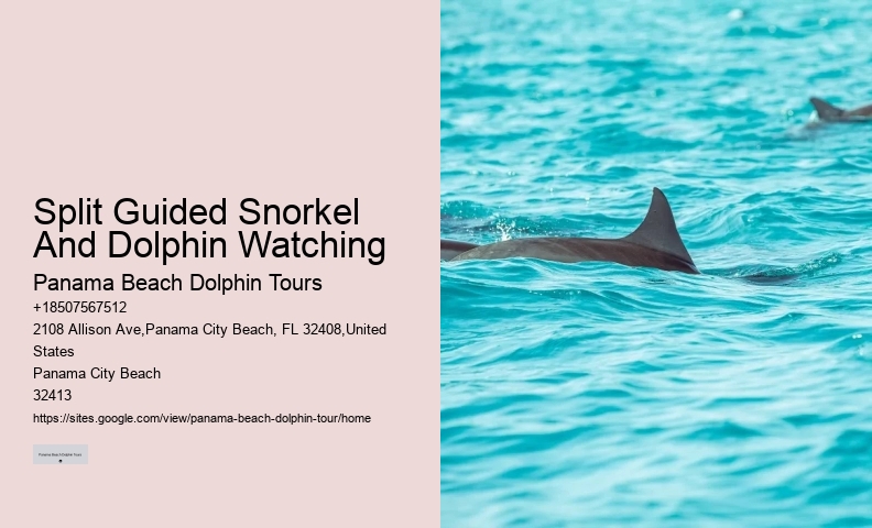 VIP Dolphin Exploration and Snorkeling