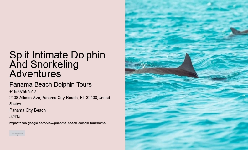 What Cruise Can You Swim With Dolphins