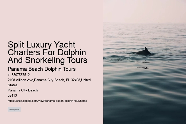 Where Can You Swim With The Dolphins In Panama City
