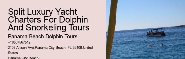 Find Out What It's Like To Swim With Dolphins