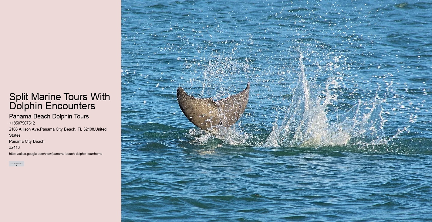 Tailored Dolphin Safari and Snorkeling Adventures