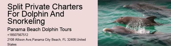 Cheap Dolphin Tours In Panama City Beach