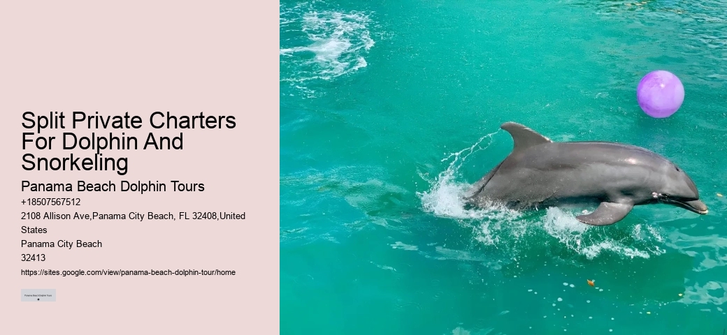 Salty Dogs Dolphin And Adventure Tours