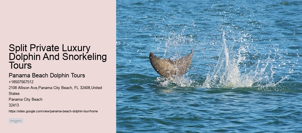 What Is A Dolphins Biggest Enemy