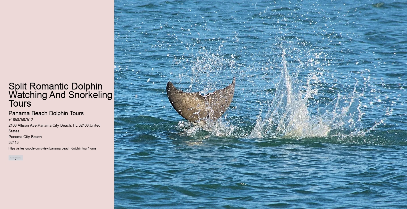 What is the average group size on a dolphin tour in Panama City Beach