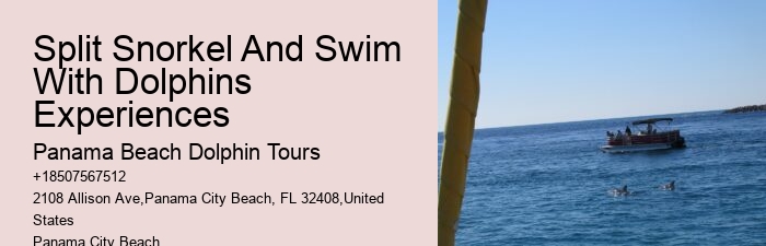 VIP Dolphin Spotting with Snorkeling