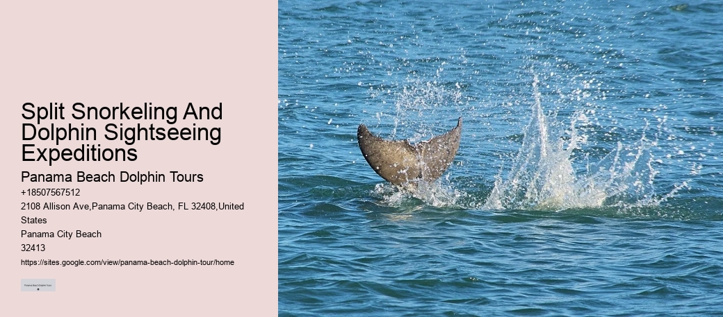 Exclusive Dolphin Discovery and Snorkeling Trips