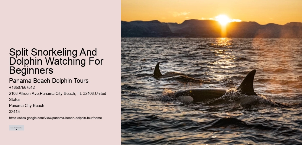 Deluxe Dolphin Discovery and Snorkeling Adventures