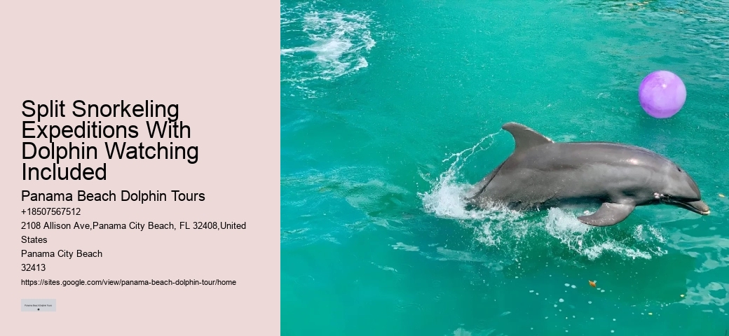 Split Exclusive Snorkeling And Dolphin Watching Charters