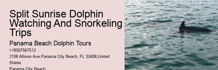 How Much Does It Cost To Swim With Dolphins In Florida