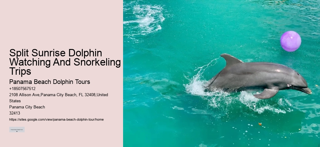 Swimmers Injured In Dolphin Attacks On Japan Beach