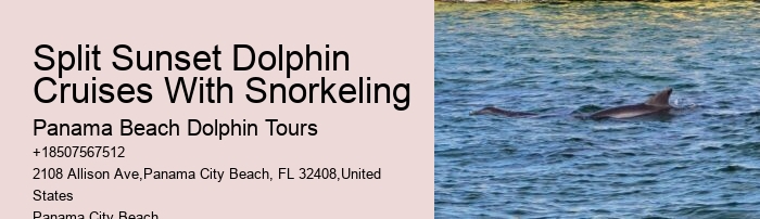 The Magic Of Dolphin Watching: Best Times And Locations