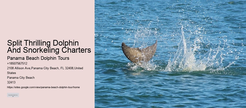 Private Dolphin Snorkeling Tours