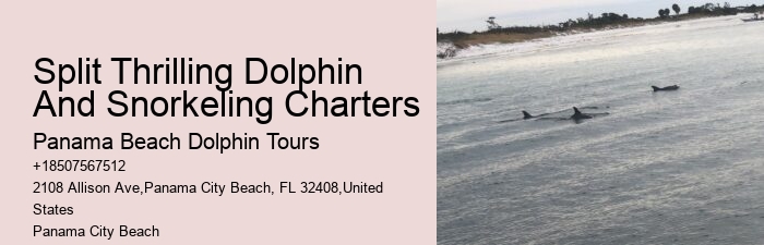 Do You Need A Wetsuit To Swim With Dolphins