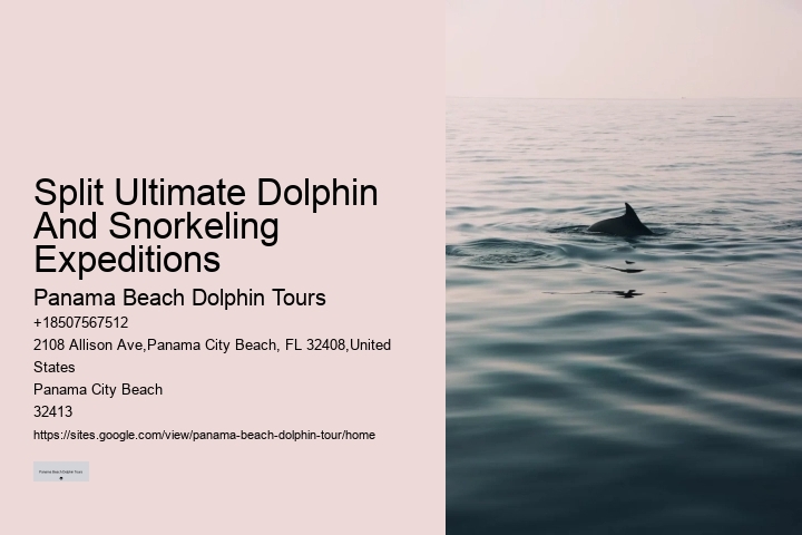 Split Group Tours For Snorkeling And Dolphin Watching