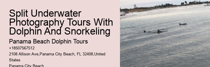 Dolphin Boat Tours Panama City Beach