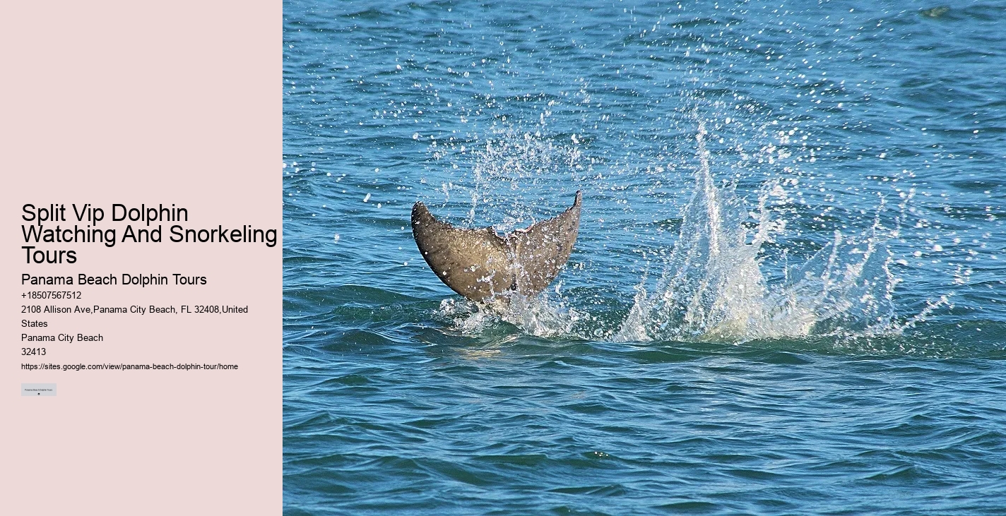 Panama City Beach dolphin watching excursions