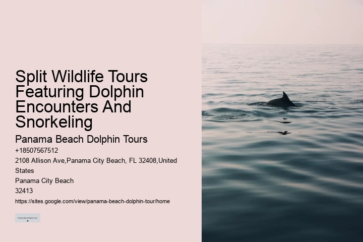 Luxury Dolphin Safari with Snorkeling