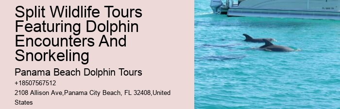 Split Expert-led Snorkeling And Dolphin Expeditions